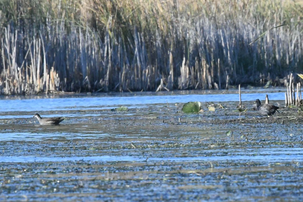 Common Gallinule - ML642842824