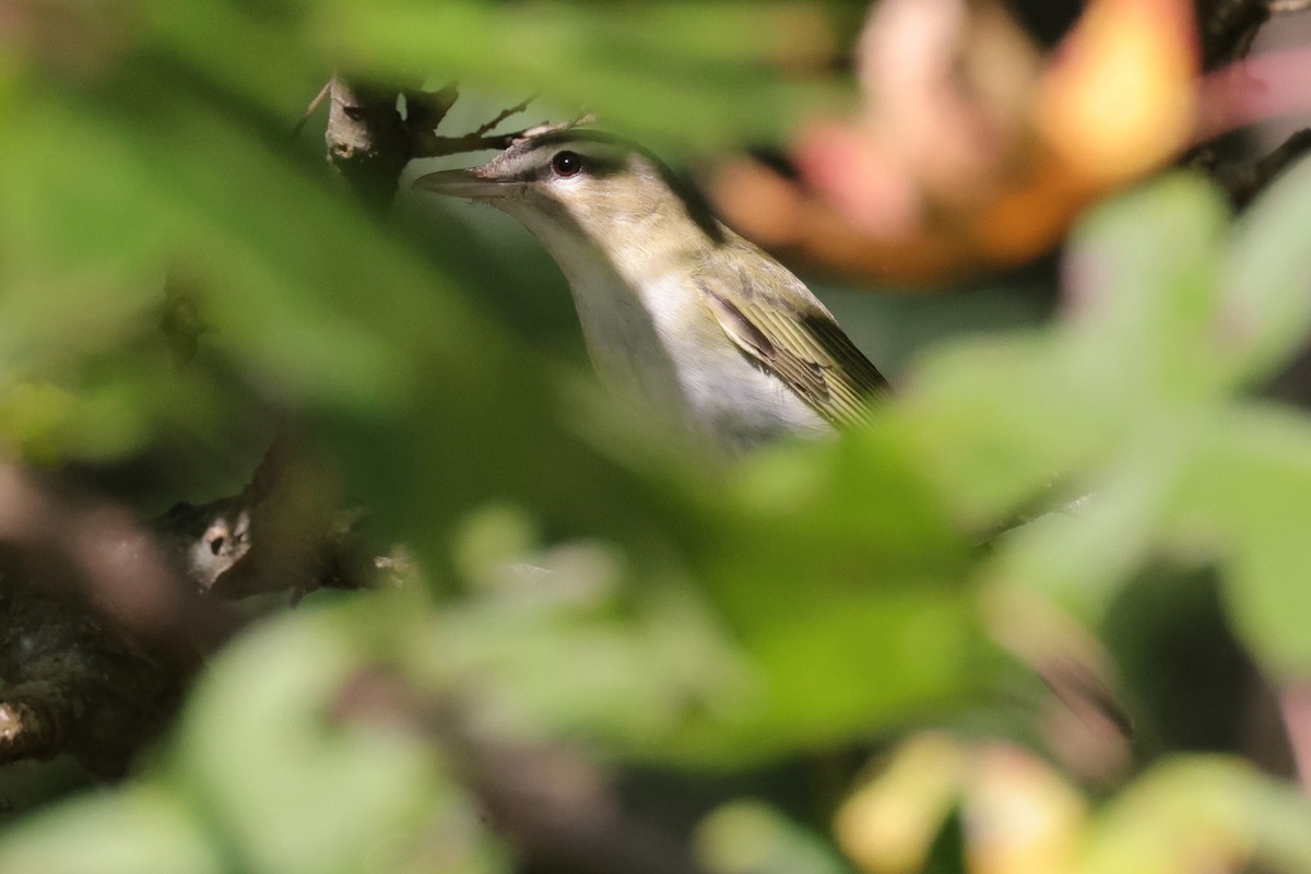 Rotaugenvireo - ML642842825
