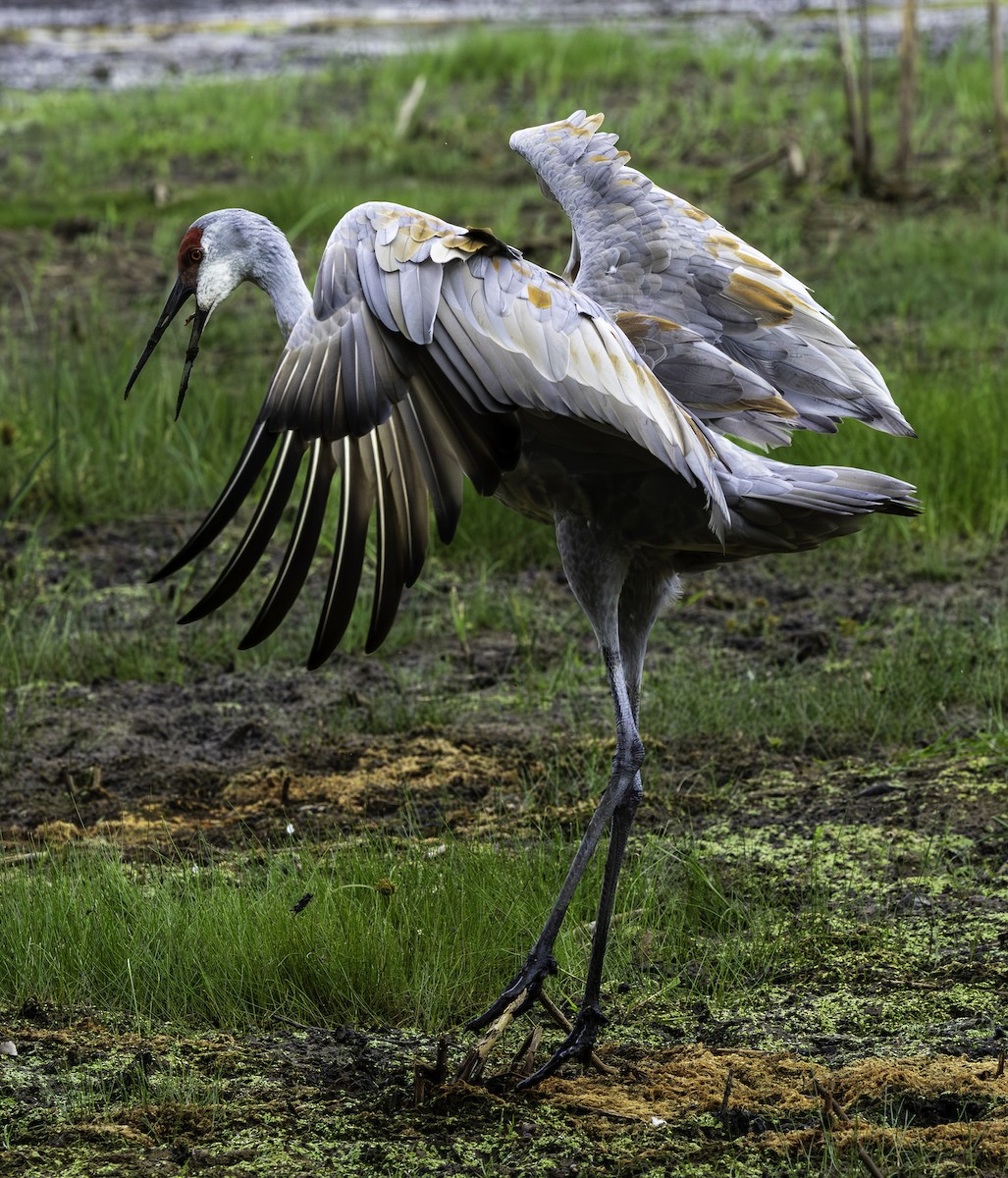 Sandhill Crane - ML642842834