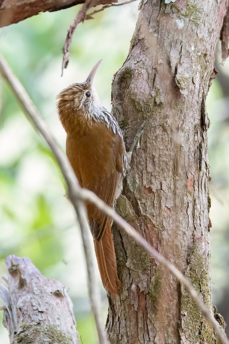 Scaled Woodcreeper (Scaled) - ML642842836