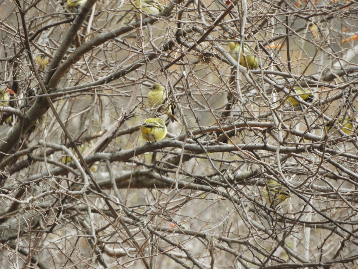 Hooded Siskin - ML642842839