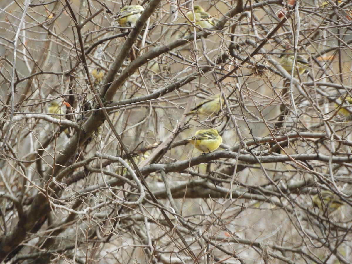 Hooded Siskin - ML642842840