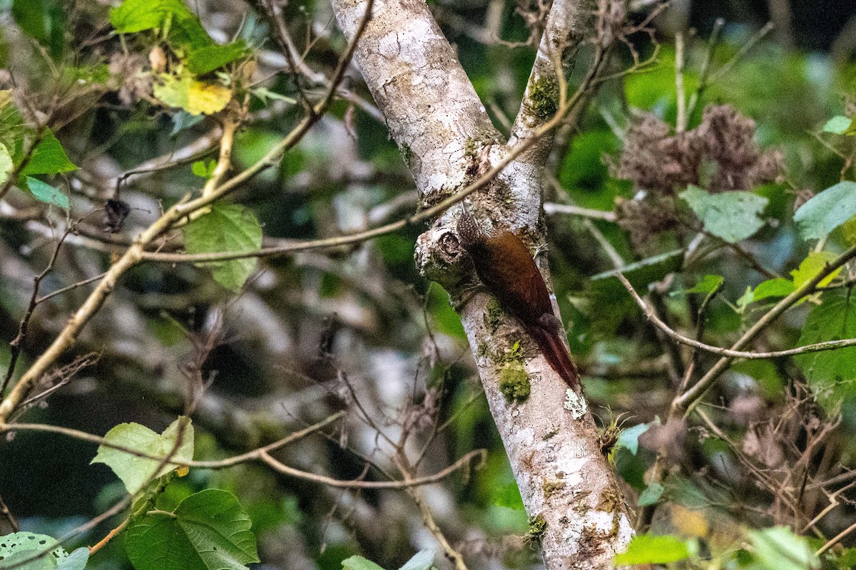 Montane Woodcreeper - ML642842851