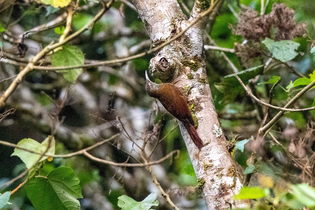 Montane Woodcreeper - ML642842853
