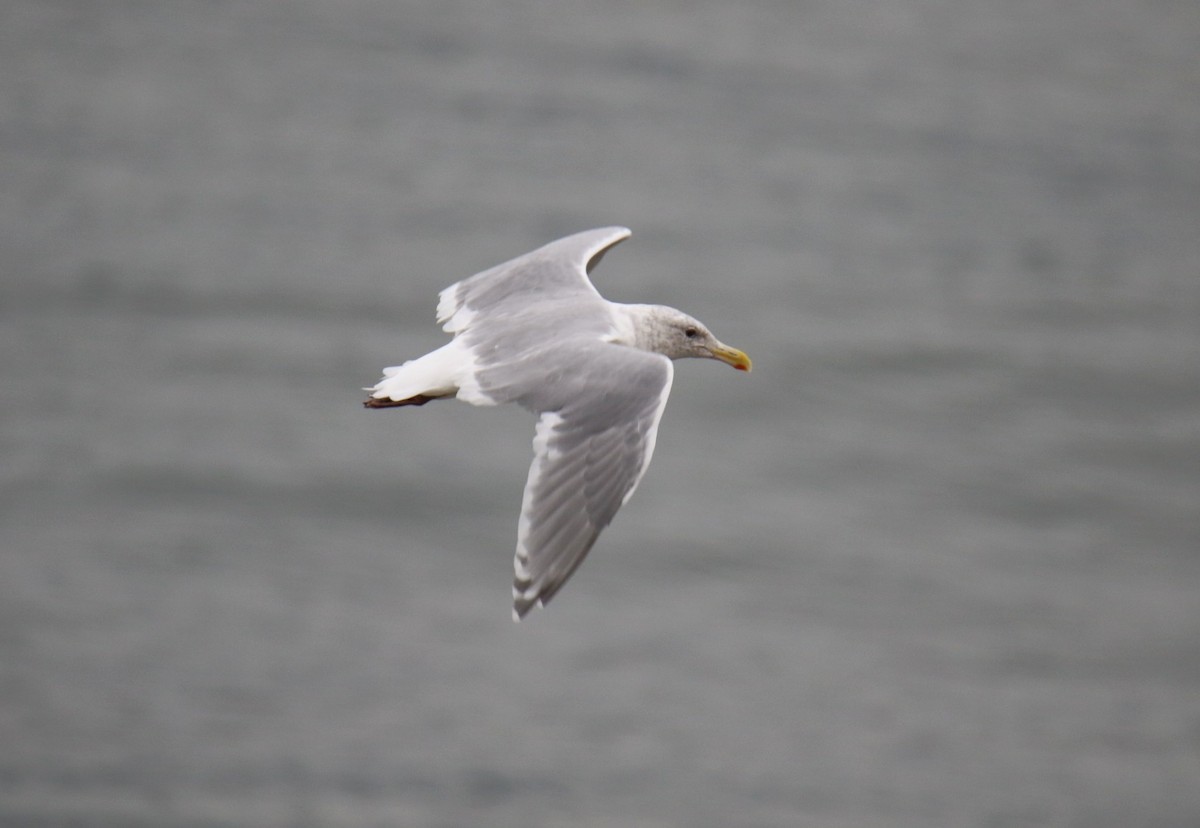 American Herring x Glaucous-winged Gull (hybrid) - ML642842856