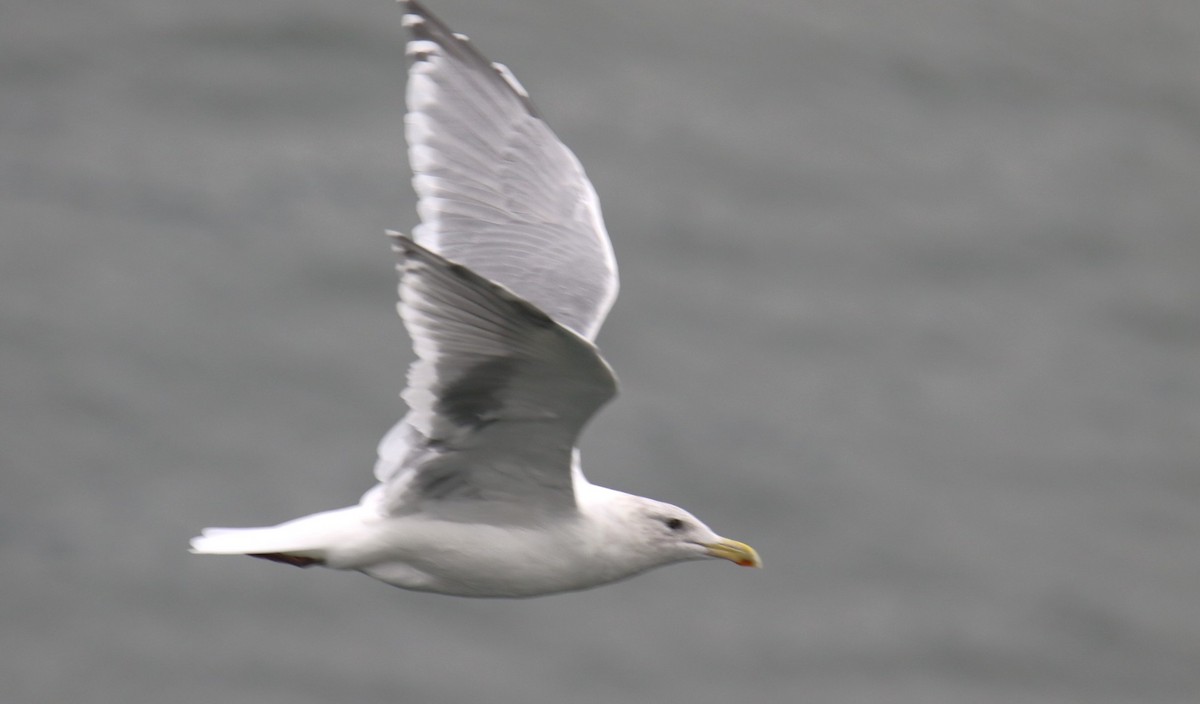 American Herring x Glaucous-winged Gull (hybrid) - ML642842857