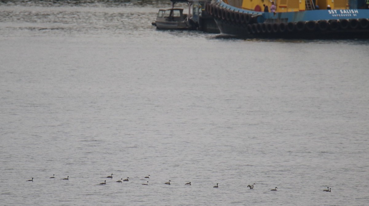 Western Grebe - ML642842872