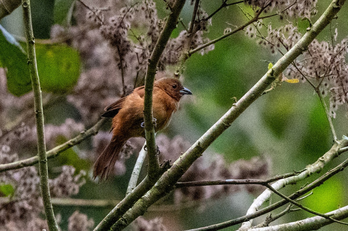 White-lined Tanager - ML642842897