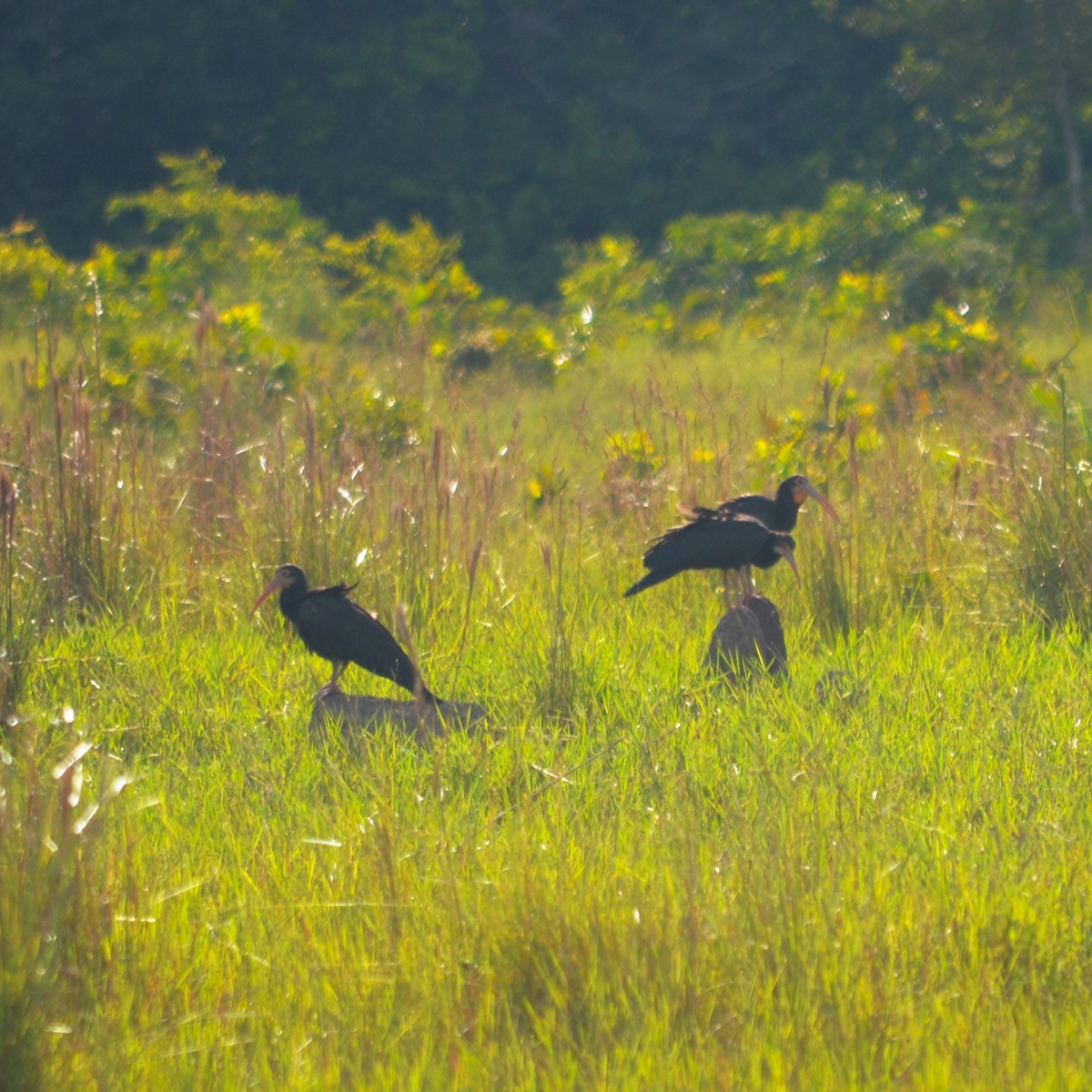 Sharp-tailed Ibis - ML642842900