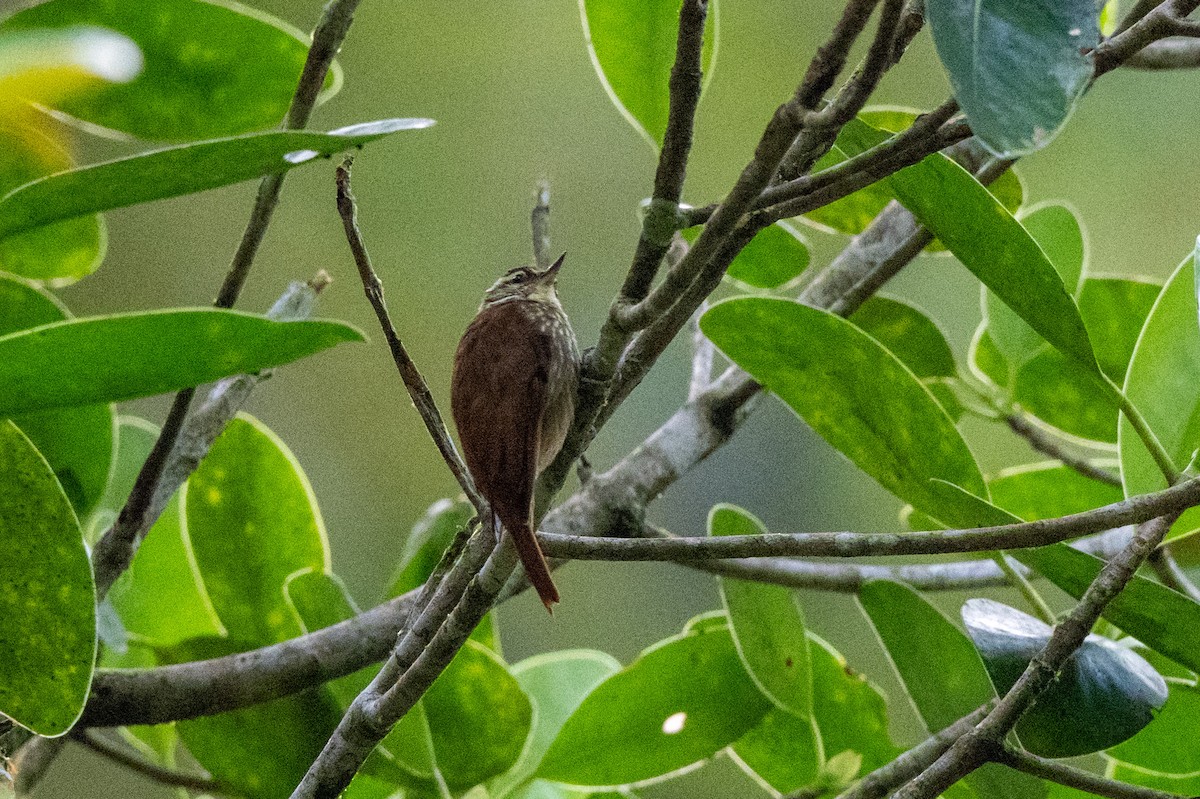 Streaked Xenops - ML642842907