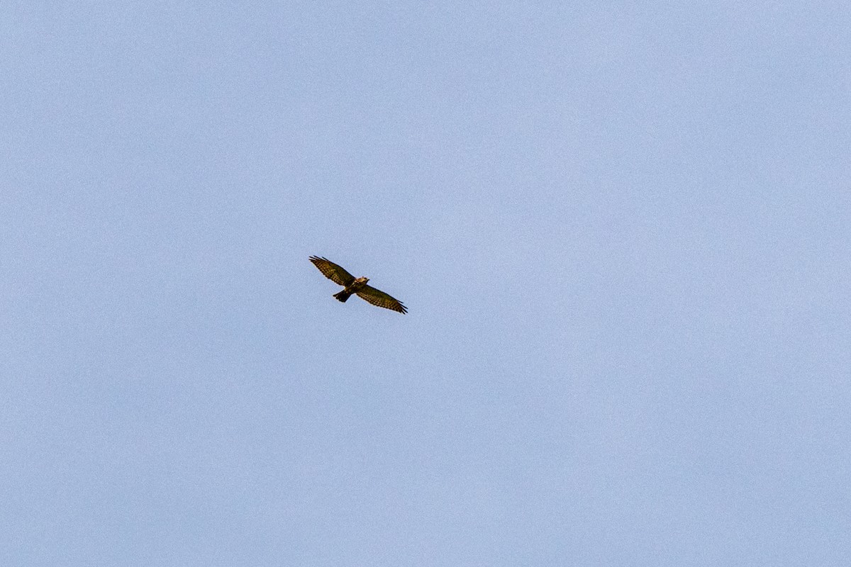 Roadside Hawk - ML642842912