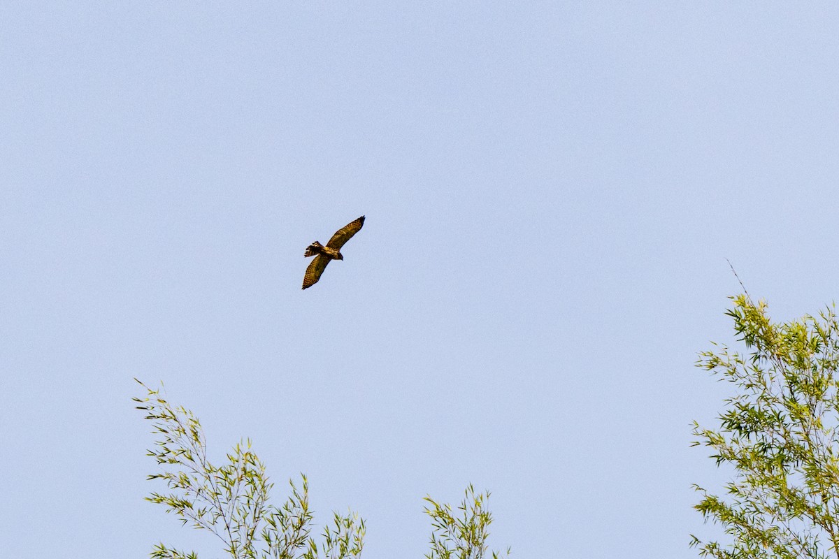 Roadside Hawk - ML642842913