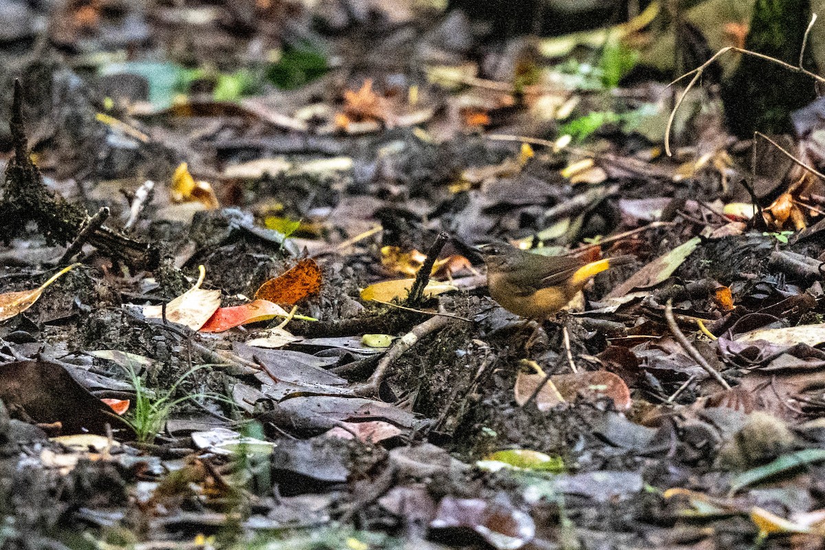 Buff-rumped Warbler - ML642842915