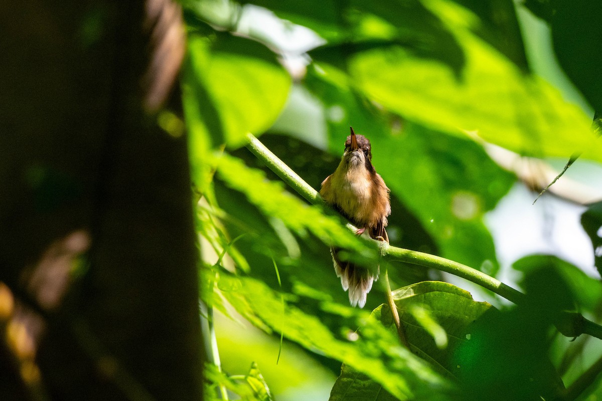 Stripe-throated Hermit - ML642842921