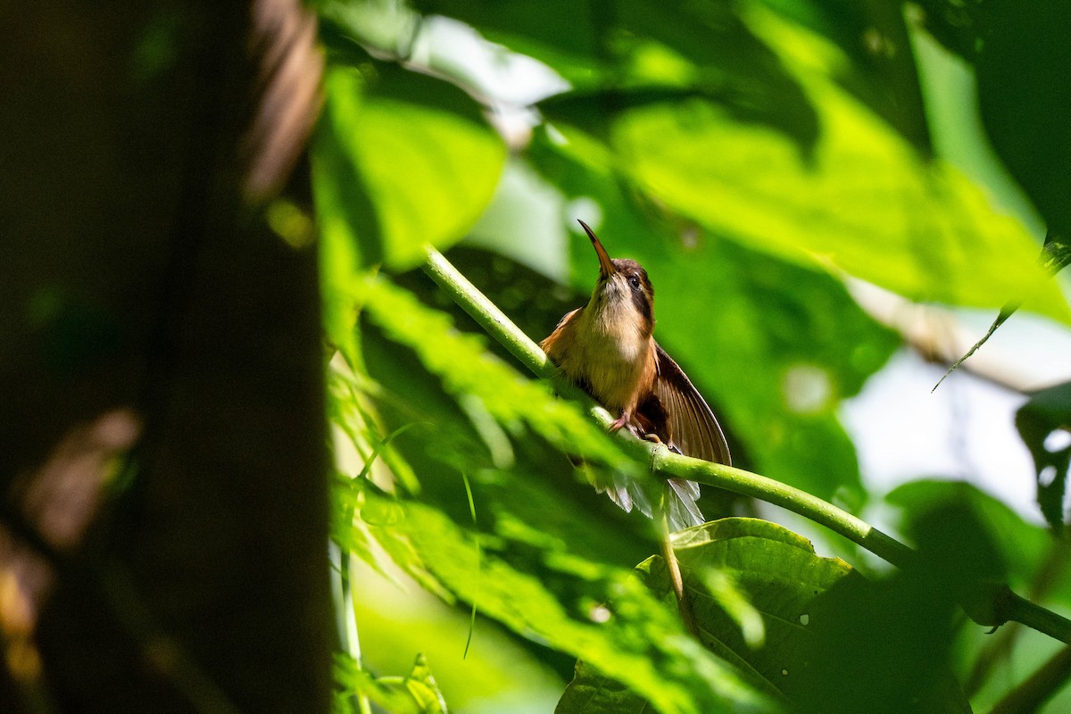 Stripe-throated Hermit - ML642842922
