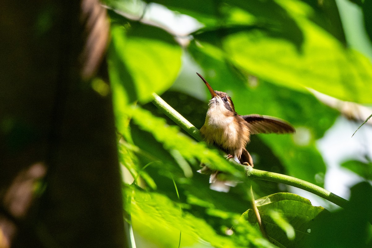 Stripe-throated Hermit - ML642842923