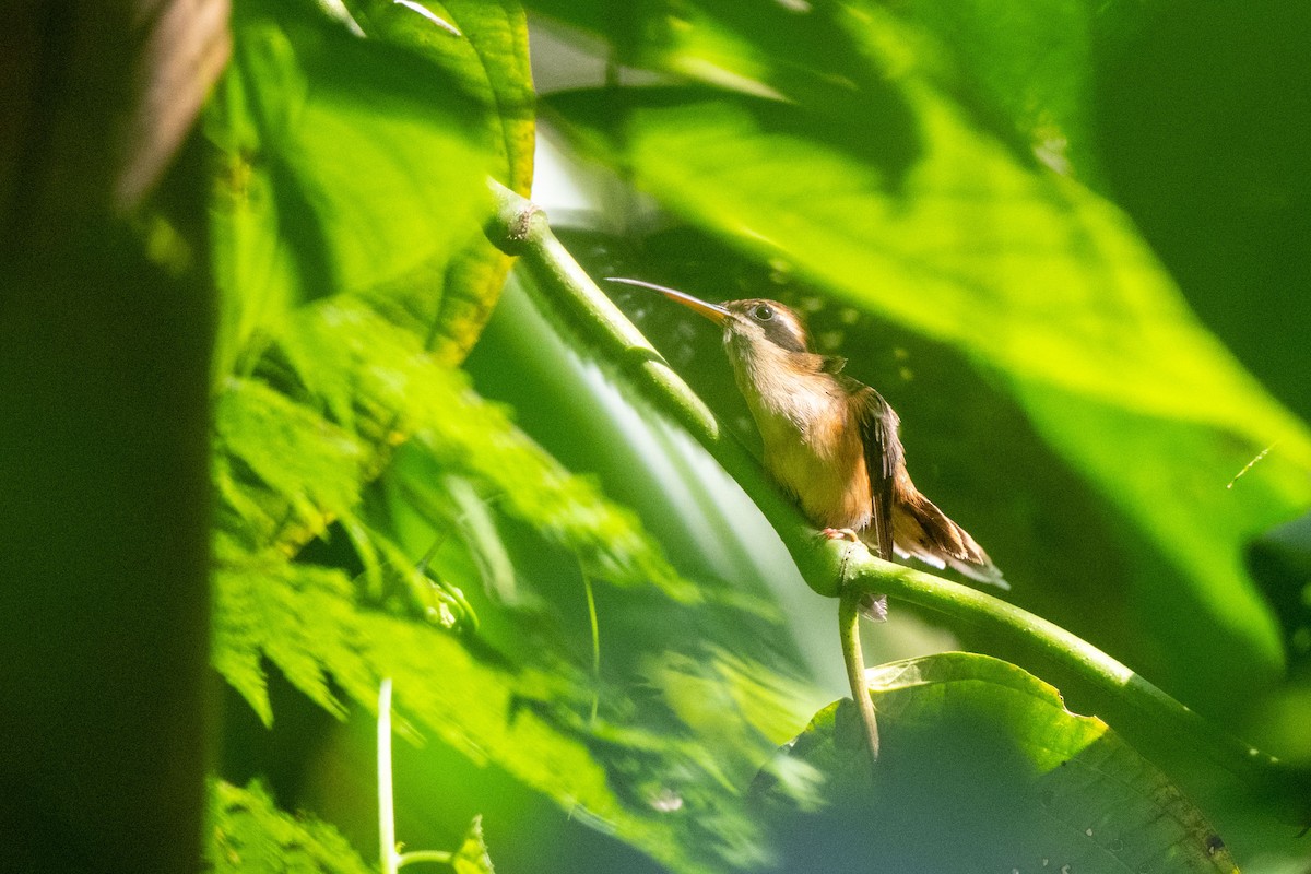 Stripe-throated Hermit - ML642842924