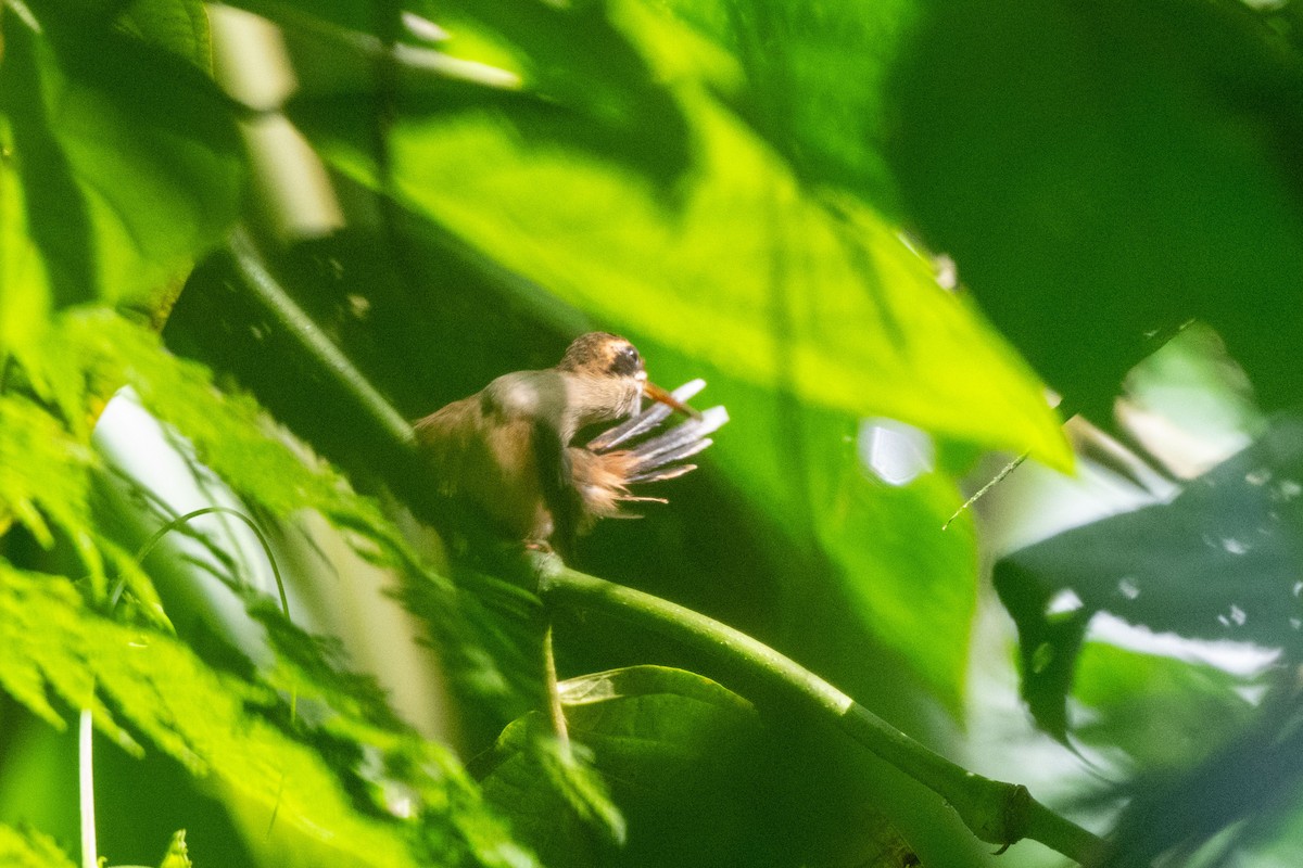 Stripe-throated Hermit - ML642842925