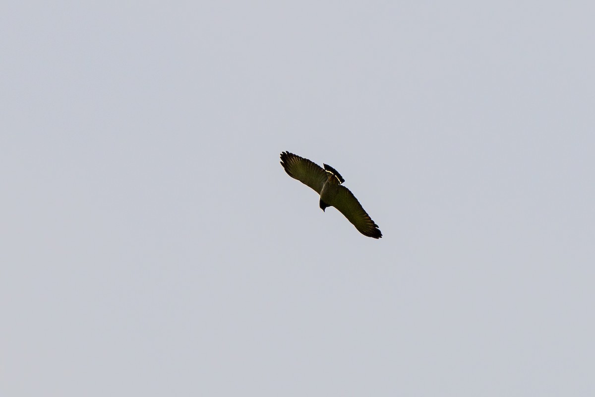Barred Hawk - ML642842928