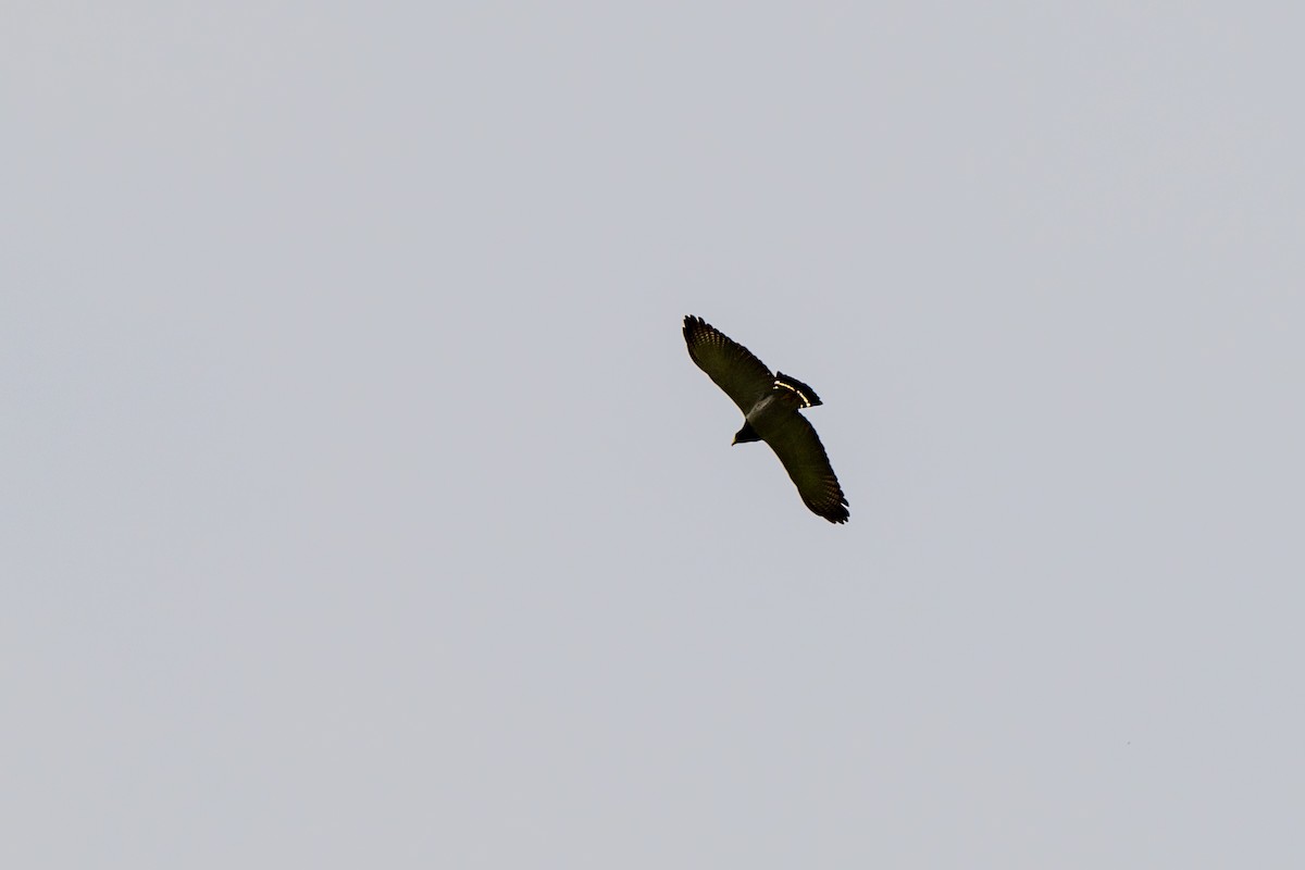 Barred Hawk - ML642842929