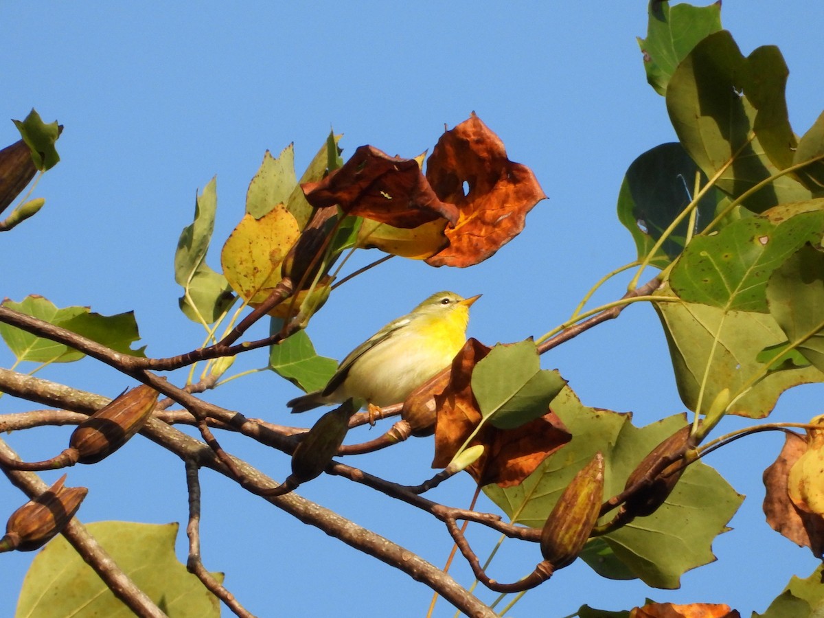 Kuzeyli Parula - ML642842936
