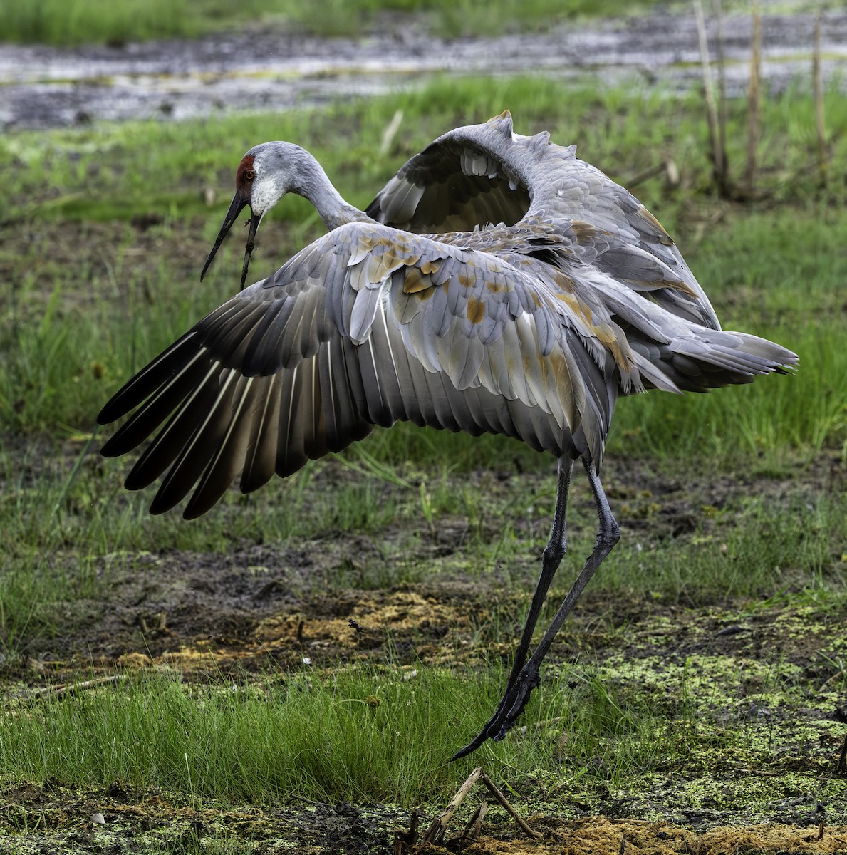 Sandhill Crane - ML642842970