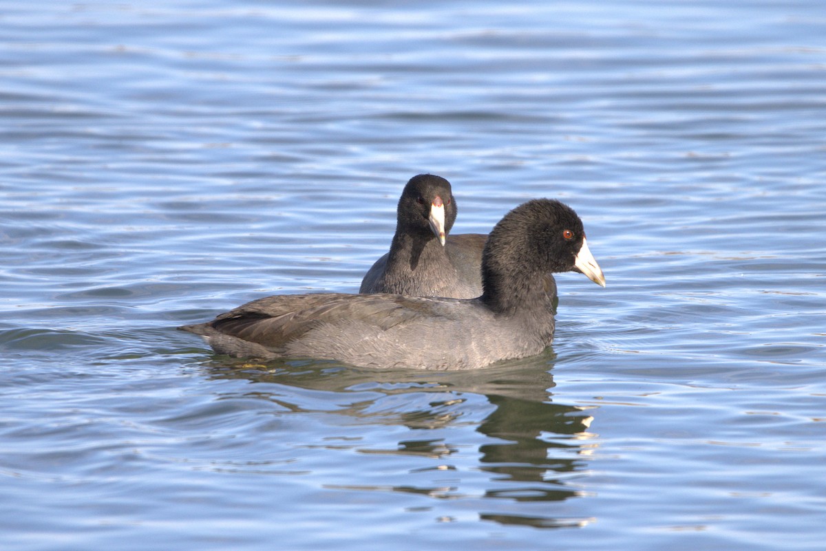 American Coot - ML642842975