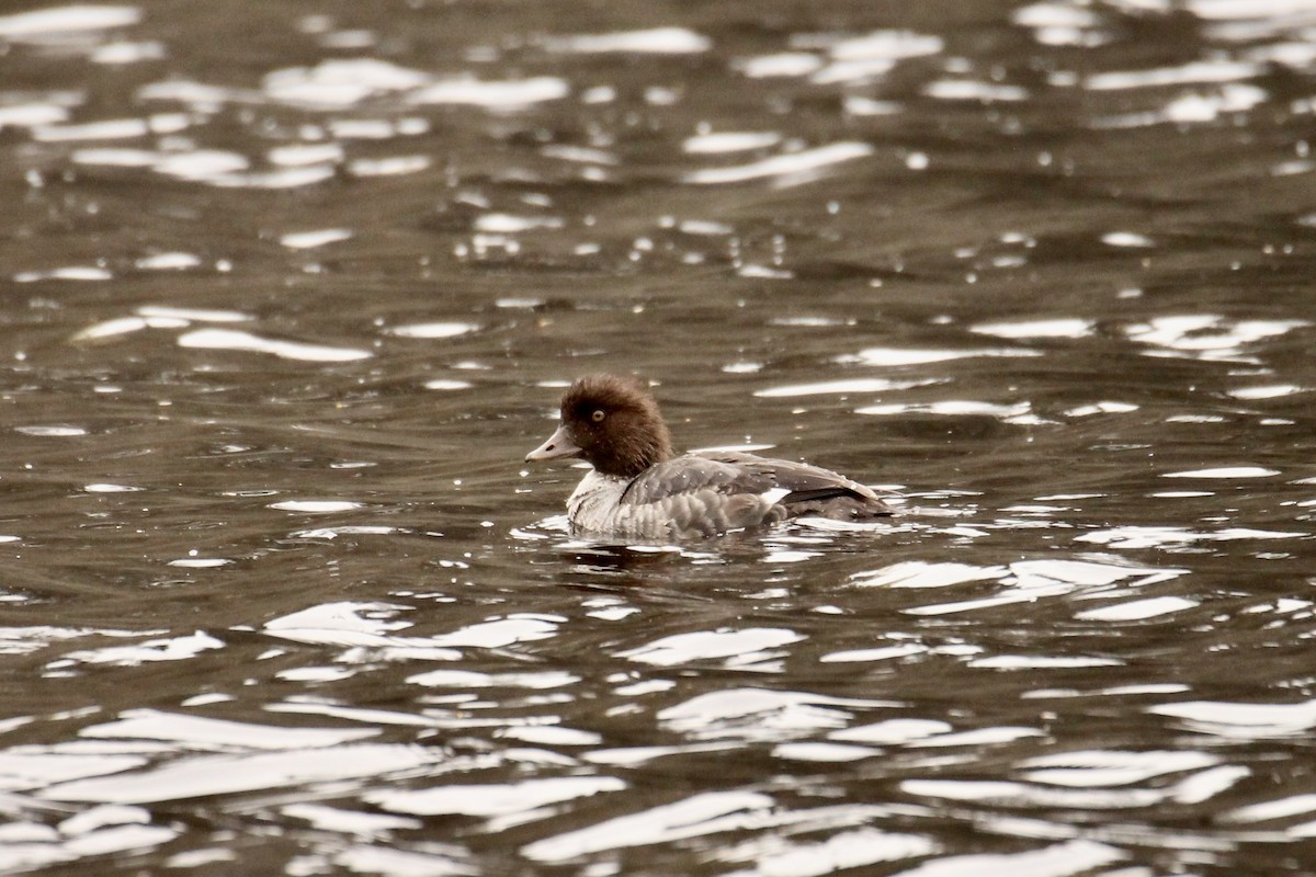 Barrow's Goldeneye - ML642842978