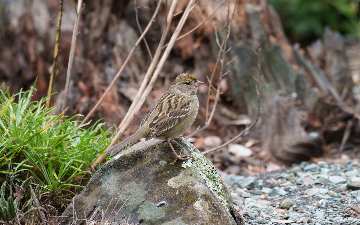 Golden-crowned Sparrow - ML642842982