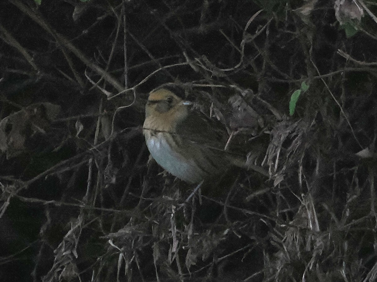 Nelson's Sparrow - ML642842988