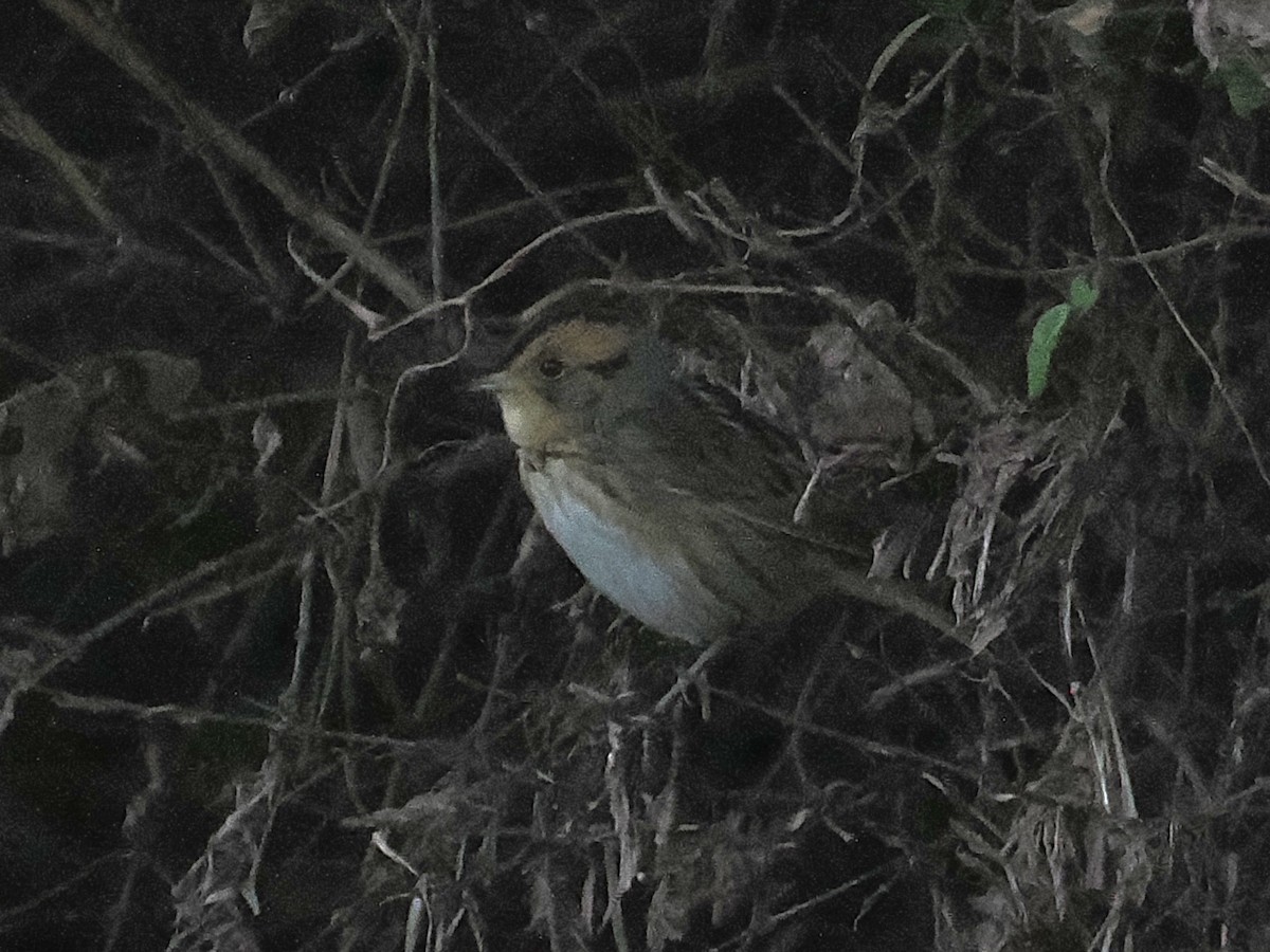 Nelson's Sparrow - ML642842989