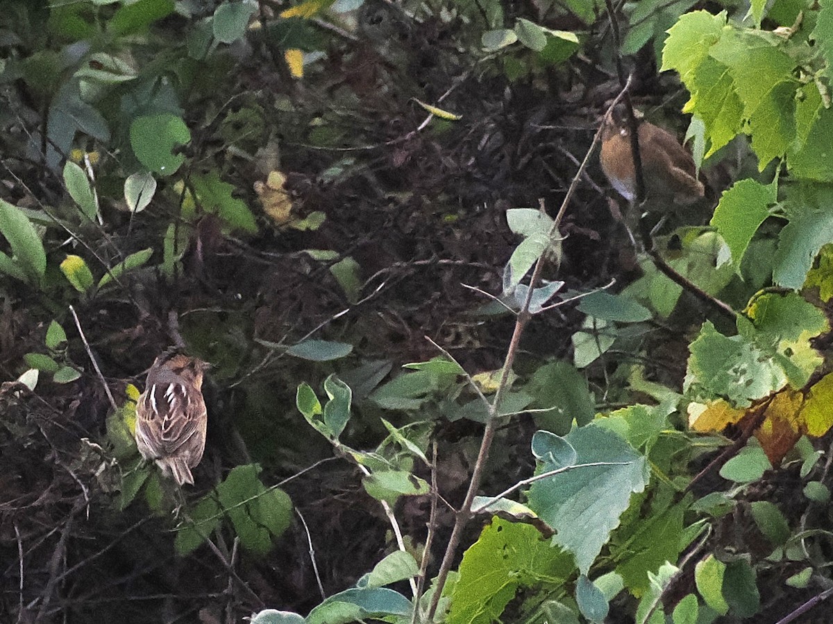 Nelson's Sparrow - ML642842990