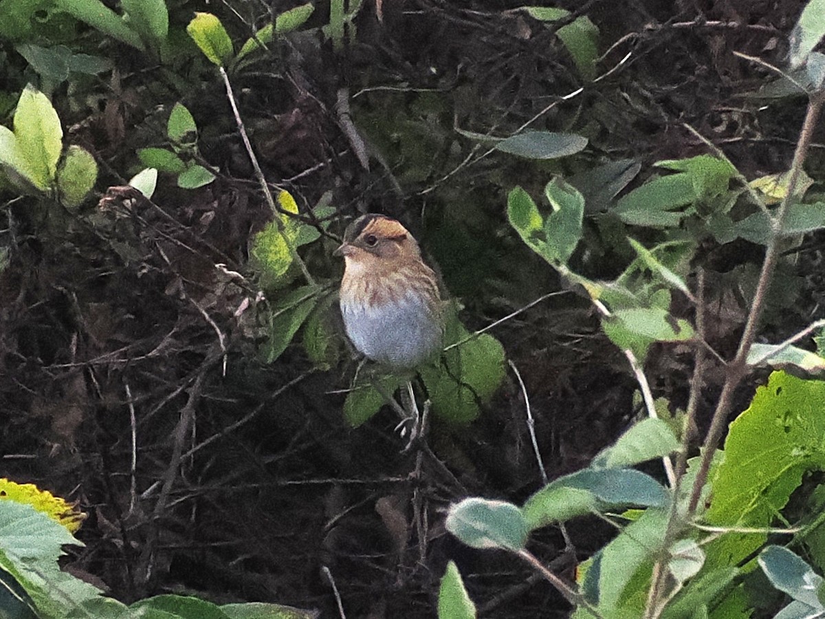 Nelson's Sparrow - ML642842991