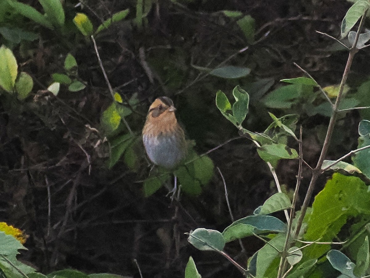 Nelson's Sparrow - ML642842993