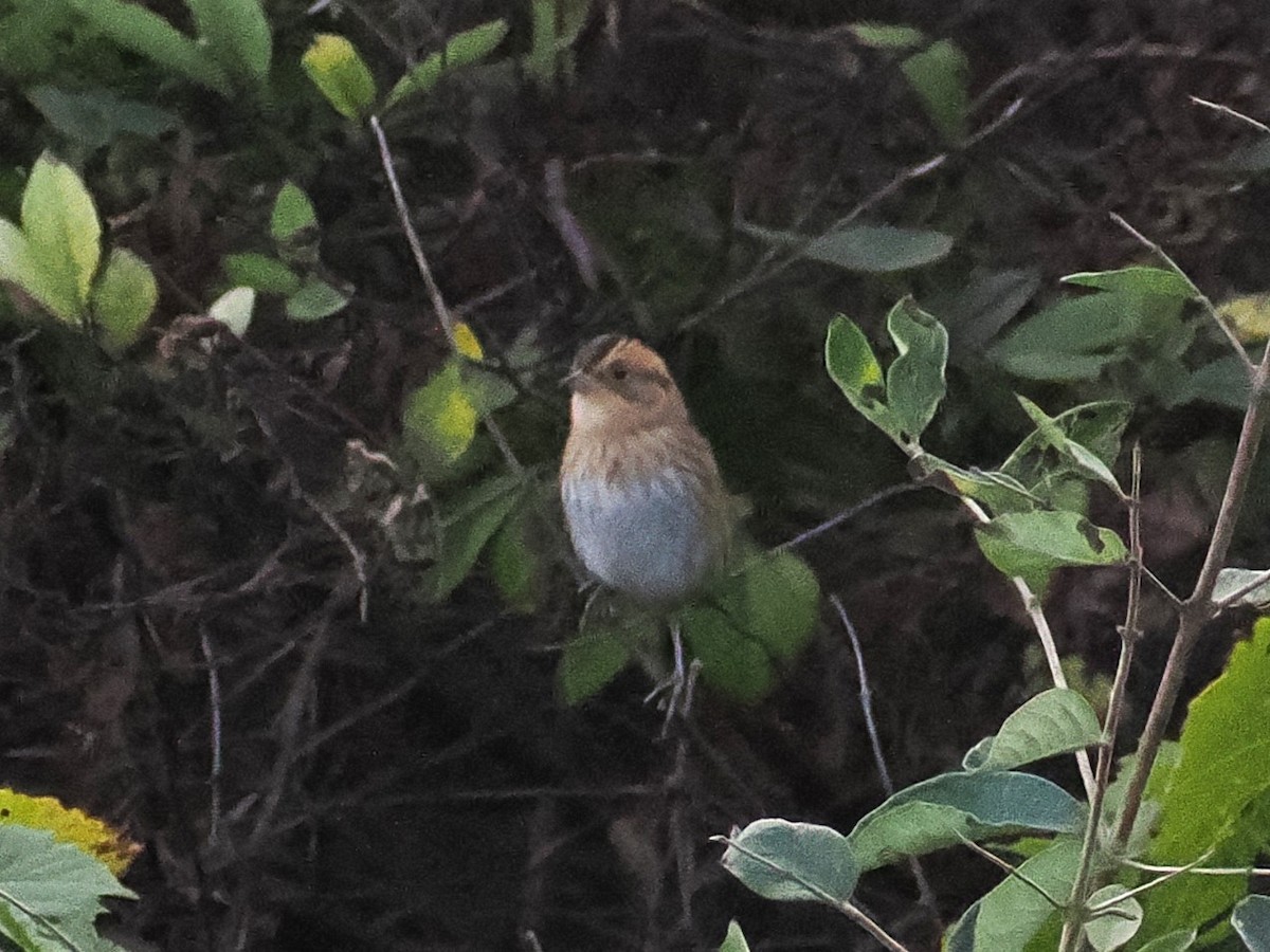Nelson's Sparrow - ML642842994