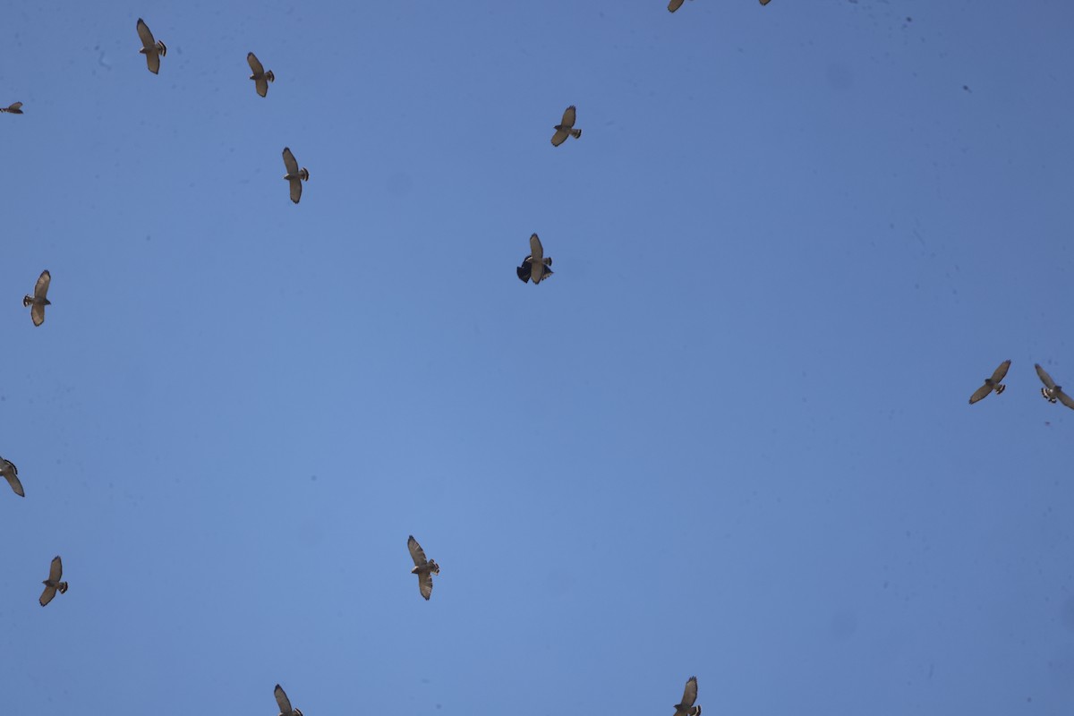 Broad-winged Hawk - ML642843023