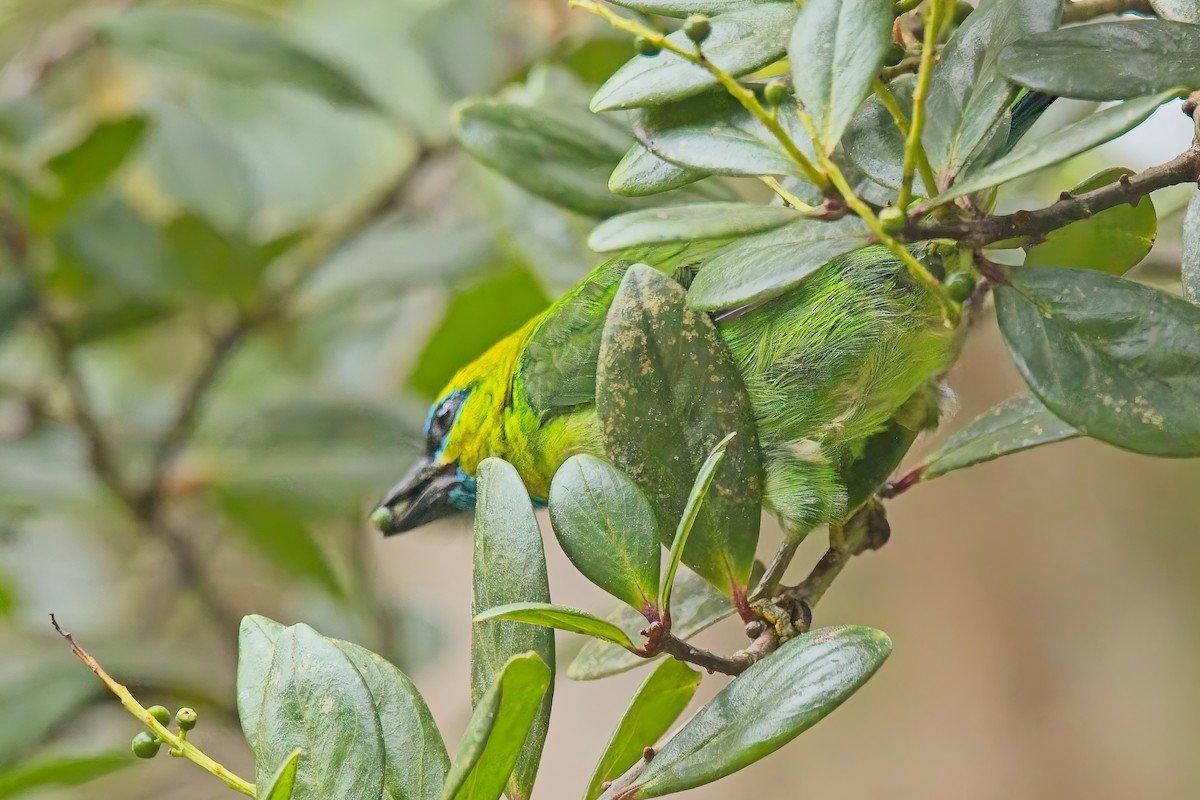 Golden-naped Barbet - ML642843025