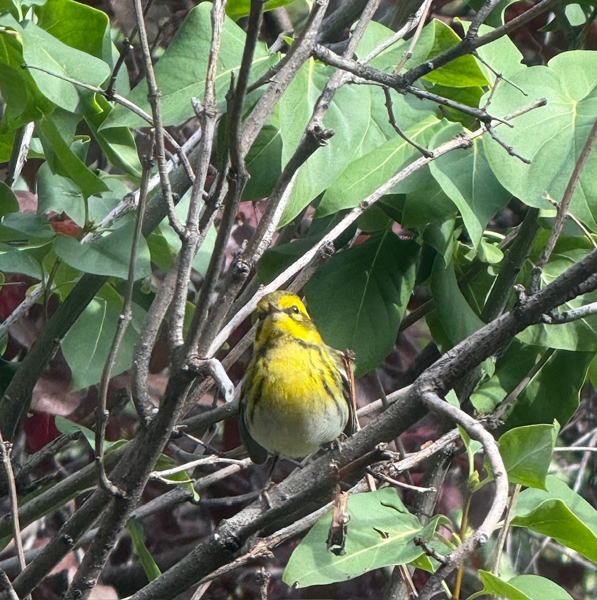Townsend's Warbler - ML642843034