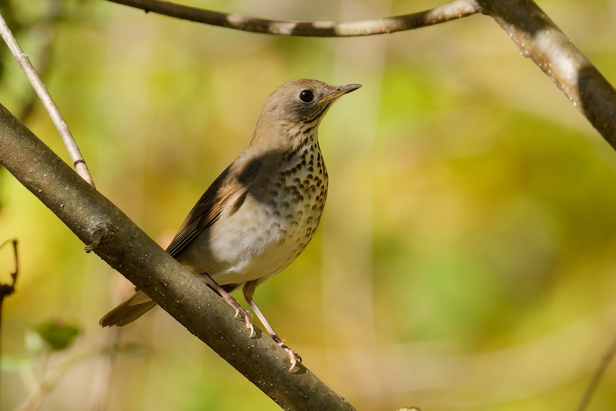 Gray-cheeked Thrush - ML642843035