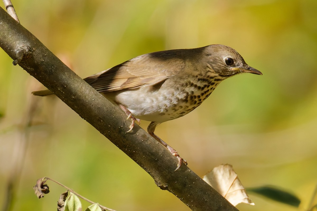 Gray-cheeked Thrush - ML642843036