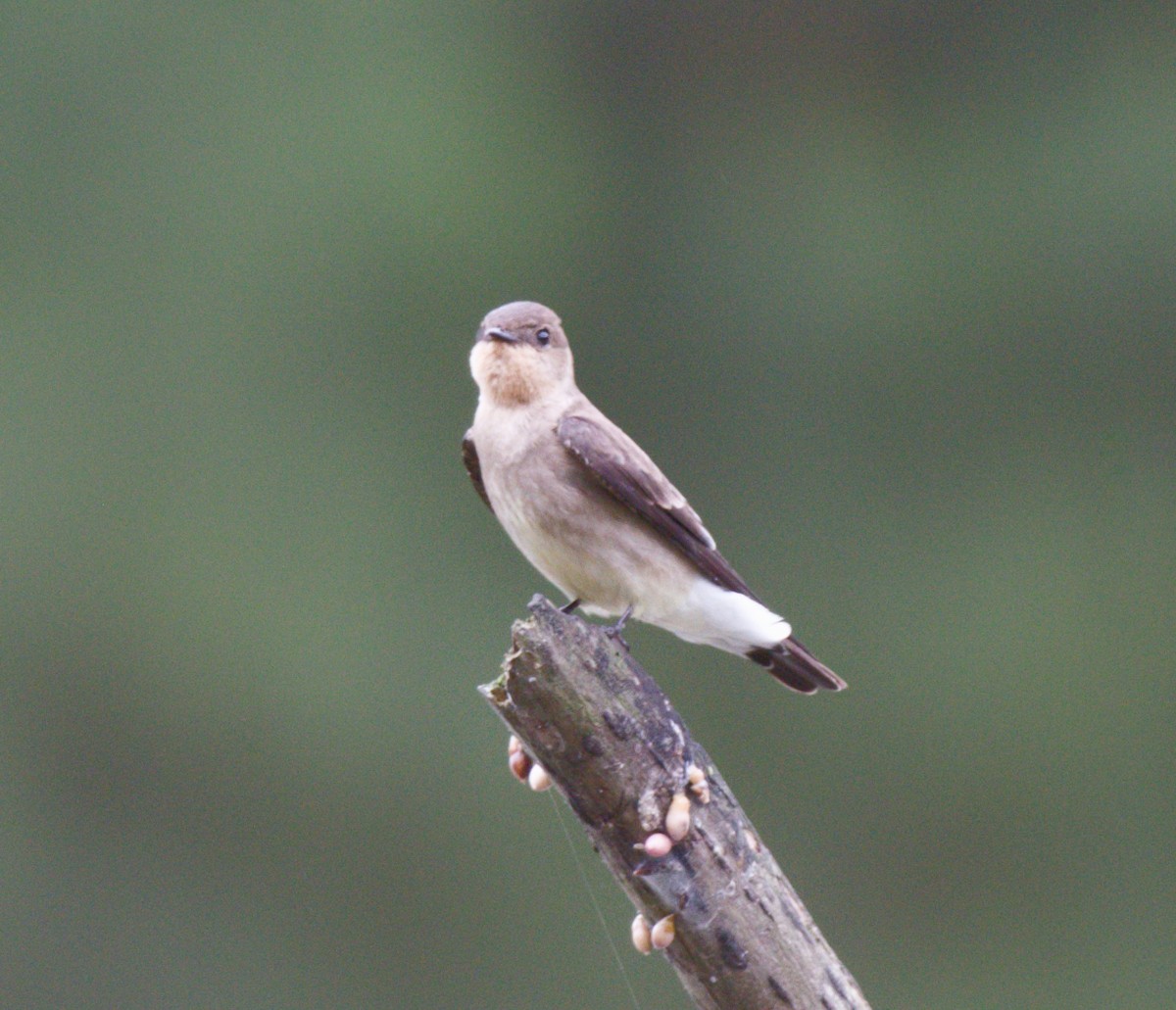 Southern Rough-winged Swallow - ML642843046