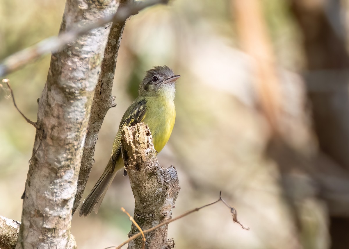 Yellow-olive Flatbill (Sooretama) - ML642843048
