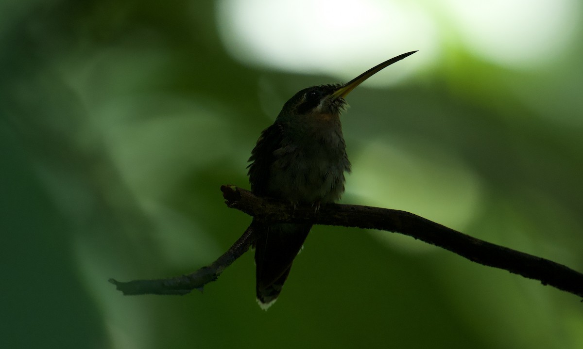 Band-tailed Barbthroat - ML642843052