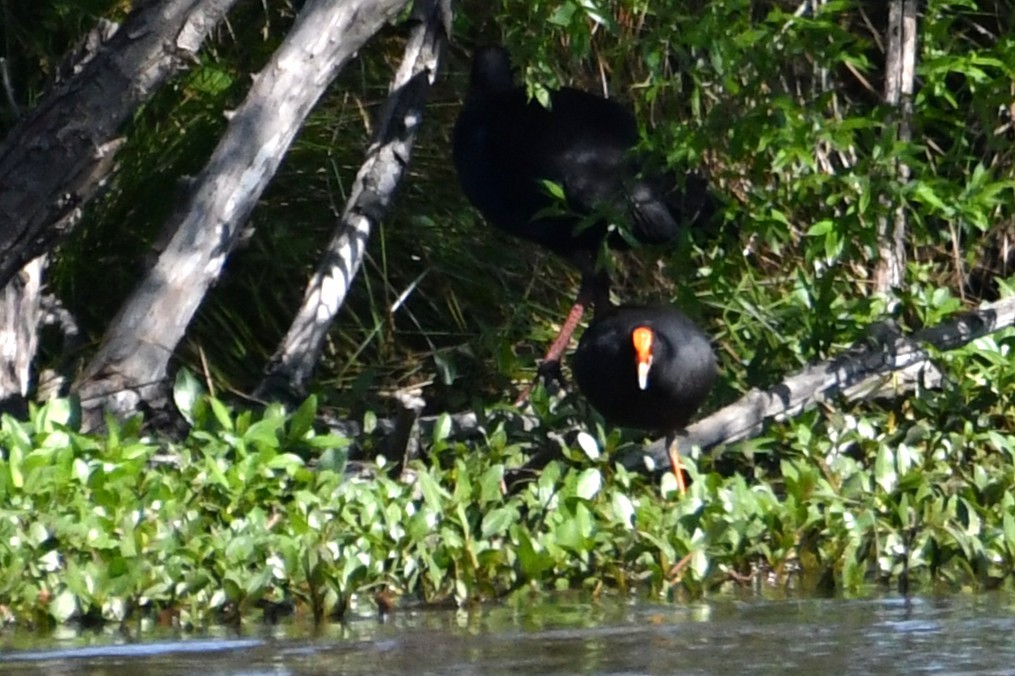 Dusky Moorhen - ML642843053