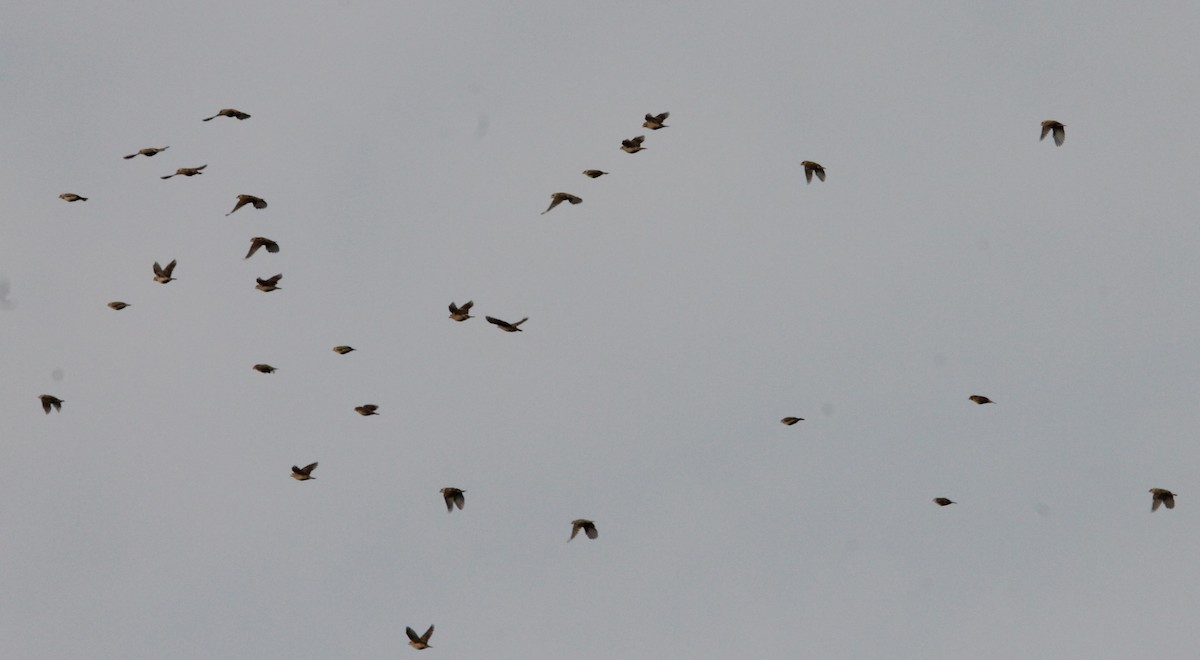 Baya Weaver - ML642843055