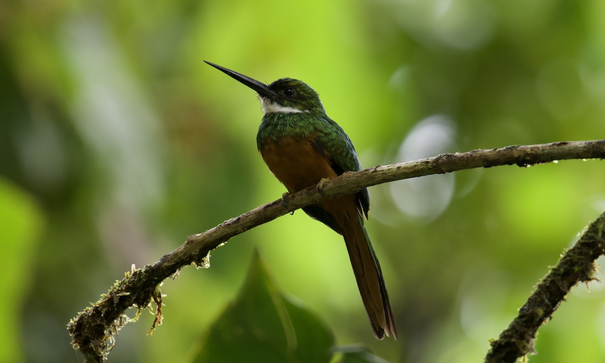 Rufous-tailed Hummingbird - ML642843059