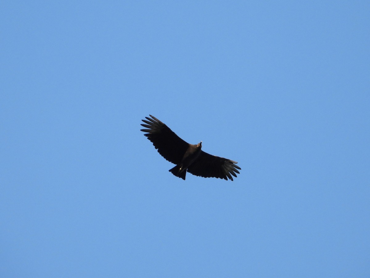Black Vulture - ML642843060