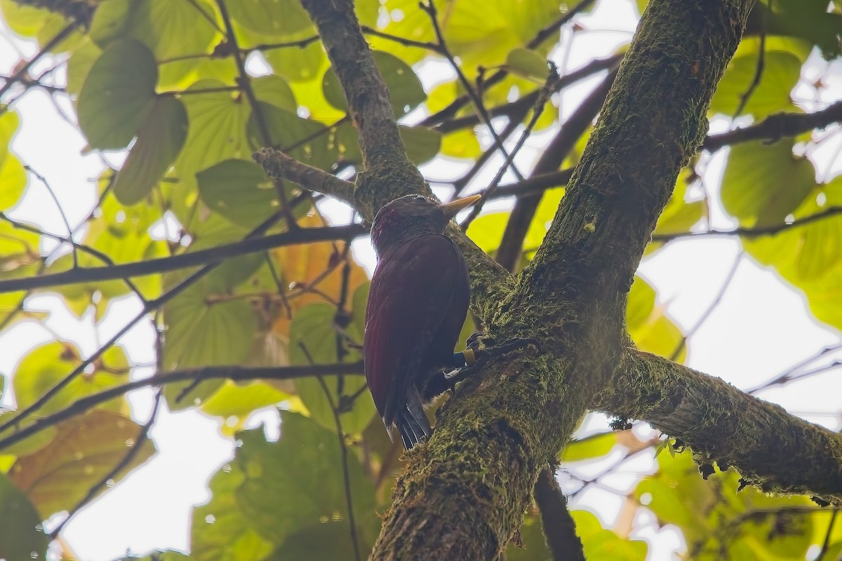 Maroon Woodpecker - ML642843062