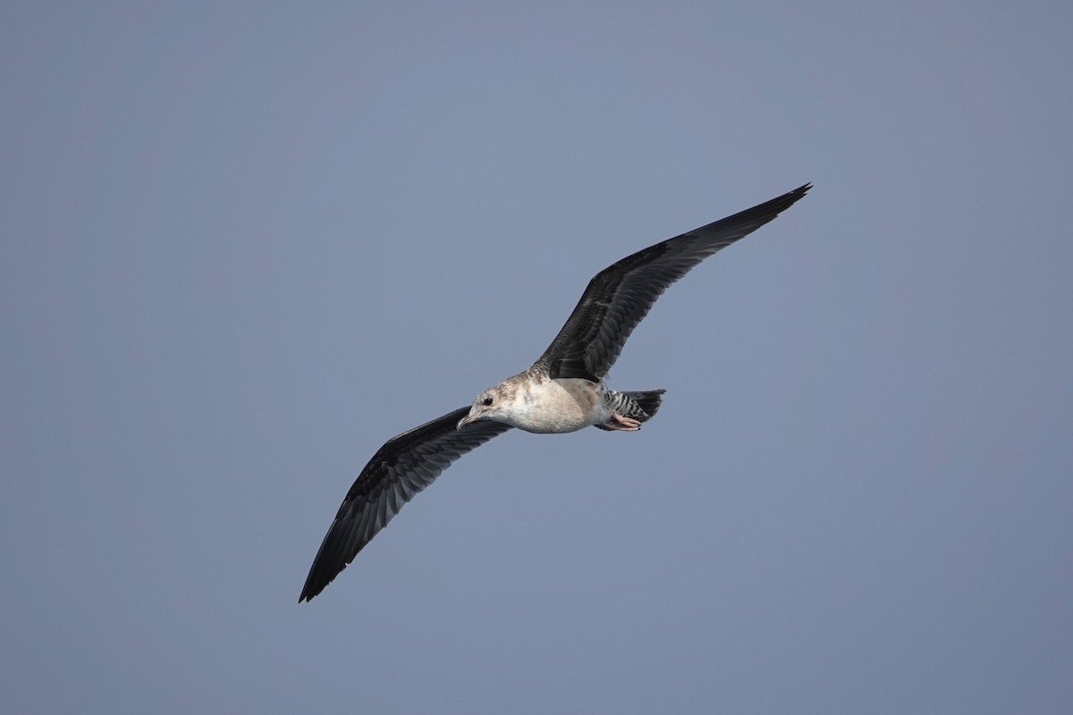 California Gull - ML642843063