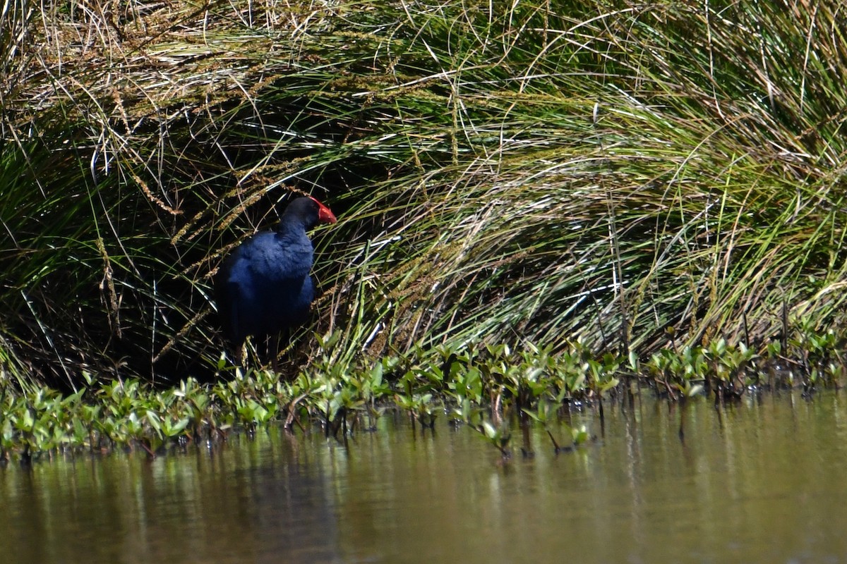 Australasian Swamphen - ML642843068